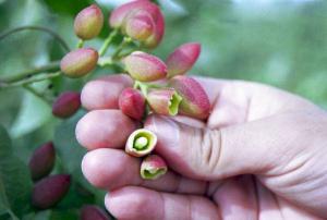 Pistaches (Pistachios)